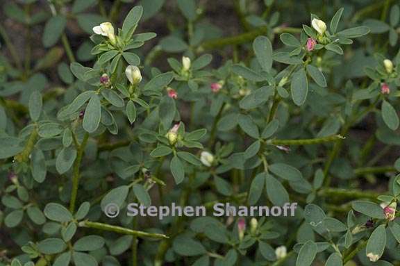 acmispon parviflorus 1 graphic